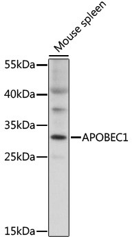 APOBEC1 Antibody in Western Blot (WB)
