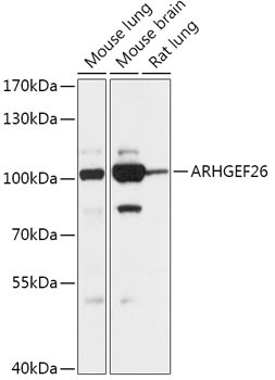 SGEF Antibody in Western Blot (WB)