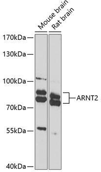 ARNT2 Antibody in Western Blot (WB)