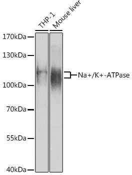 ATP1A1 Antibody in Western Blot (WB)