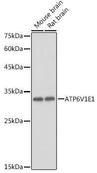 ATP6V1E1 Antibody in Western Blot (WB)