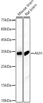 AUH Antibody in Western Blot (WB)