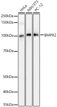 BMPR2 Antibody in Western Blot (WB)