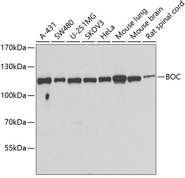 BOC Antibody in Western Blot (WB)