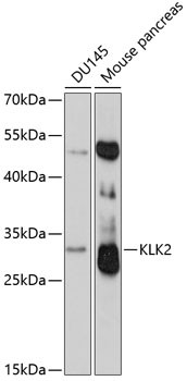 Kallikrein 2 Antibody in Western Blot (WB)