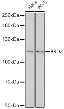 BRD2 Antibody in Western Blot (WB)