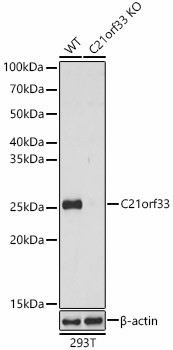 KNP-I Antibody in Western Blot (WB)