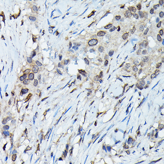 C9orf72 Antibody in Immunohistochemistry (Paraffin) (IHC (P))