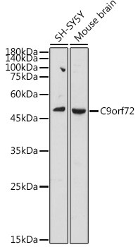 C9orf72 Antibody in Western Blot (WB)