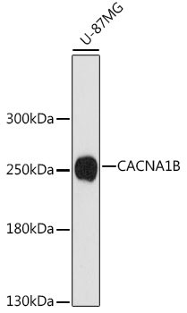 CACNA1B Antibody in Western Blot (WB)