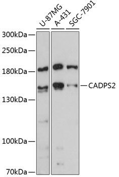 CADPS2 Antibody in Western Blot (WB)