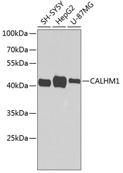 CALHM1 Antibody in Western Blot (WB)