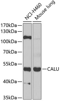 CALU Antibody in Western Blot (WB)