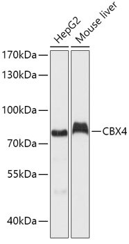 CBX4 Antibody in Western Blot (WB)