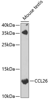 Eotaxin 3 Antibody in Western Blot (WB)