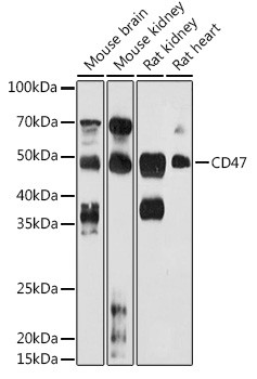 CD47 Antibody in Western Blot (WB)