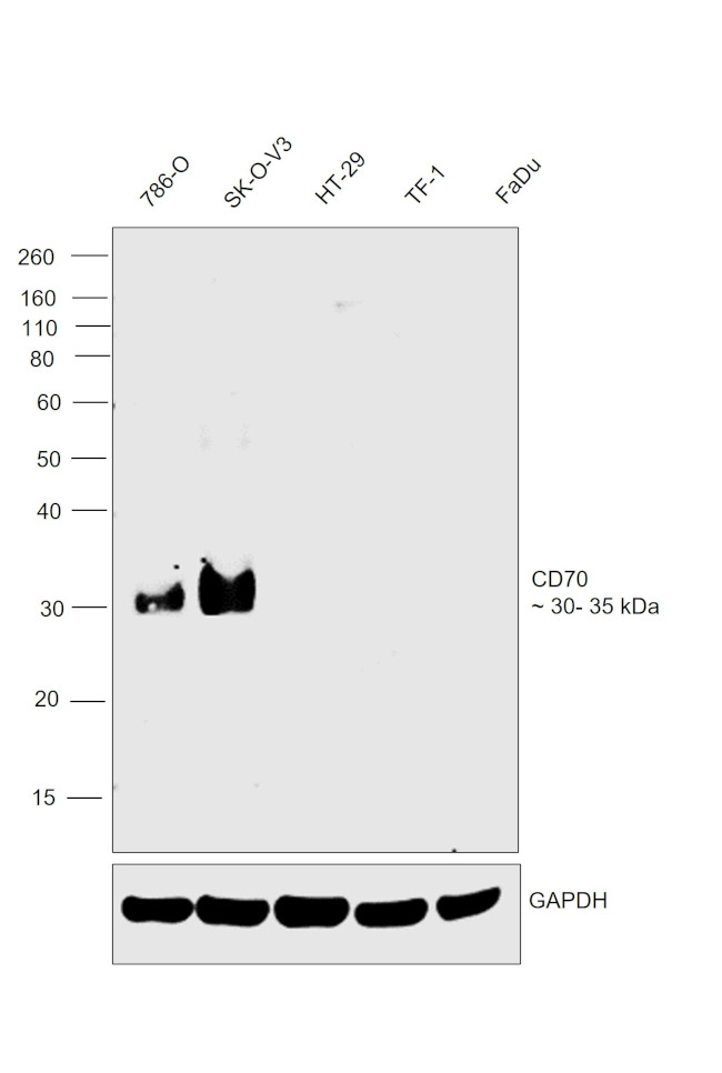 CD70 Antibody in Western Blot (WB)