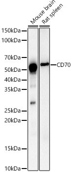 CD70 Antibody in Western Blot (WB)