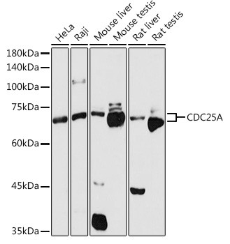 Cdc25A Antibody in Western Blot (WB)