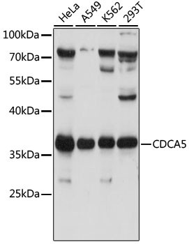 CDCA5 Antibody in Western Blot (WB)