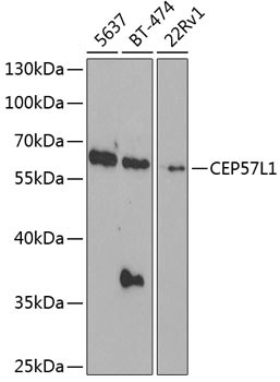 CEP57L1 Antibody in Western Blot (WB)