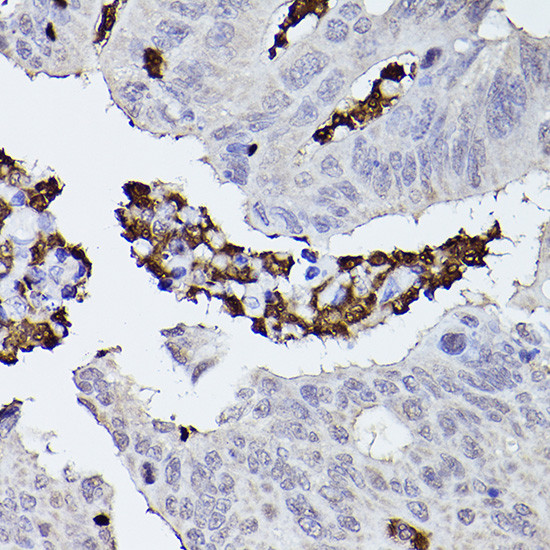 Properdin Antibody in Immunohistochemistry (Paraffin) (IHC (P))