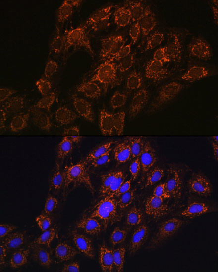 CHCHD2 Antibody in Immunocytochemistry (ICC/IF)