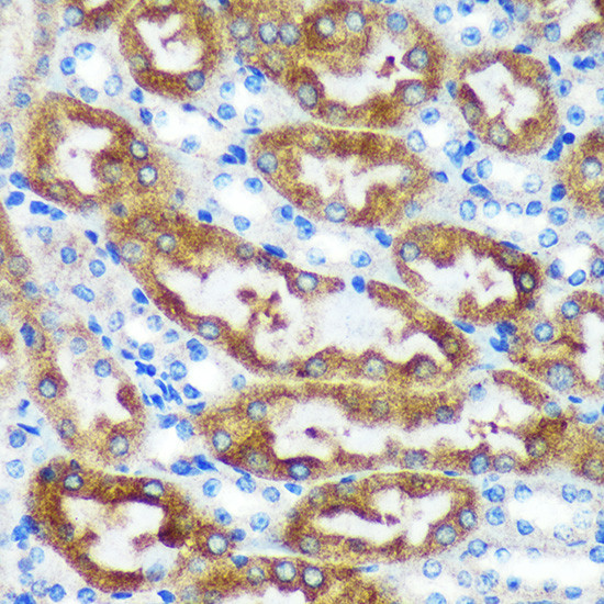 CHCHD2 Antibody in Immunohistochemistry (Paraffin) (IHC (P))