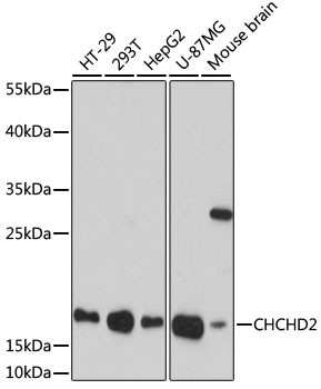 CHCHD2 Antibody in Western Blot (WB)