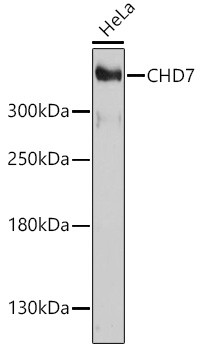 CHD7 Antibody in Western Blot (WB)