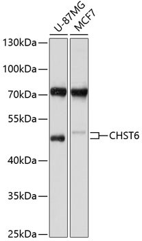 CHST6 Antibody in Western Blot (WB)