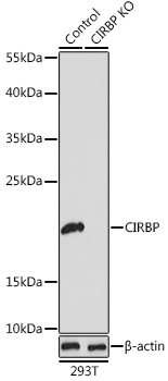 CIRBP Antibody in Western Blot (WB)