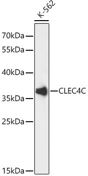 CLEC4C Antibody in Western Blot (WB)