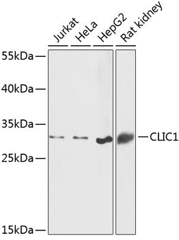 CLIC1 Antibody in Western Blot (WB)