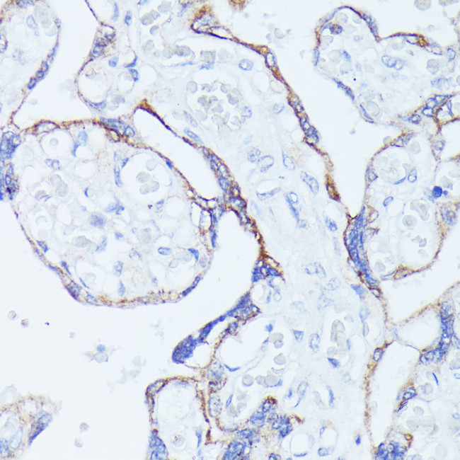 CNTN1 Antibody in Immunohistochemistry (Paraffin) (IHC (P))