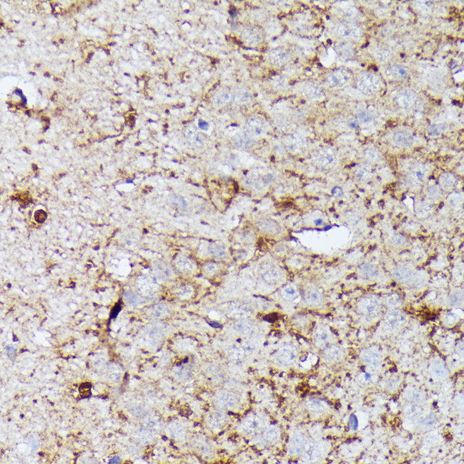 CNTN1 Antibody in Immunohistochemistry (Paraffin) (IHC (P))