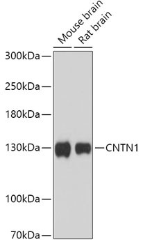 CNTN1 Antibody in Western Blot (WB)