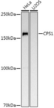 CPS1 Antibody in Western Blot (WB)