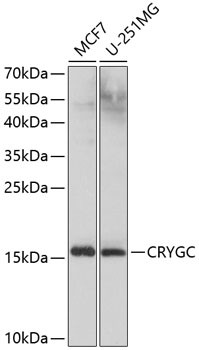 CRYGC Antibody in Western Blot (WB)