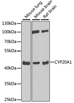 CYP20A1 Antibody in Western Blot (WB)