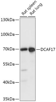 DCAF17 Antibody in Western Blot (WB)