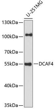 DCAF4 Antibody in Western Blot (WB)