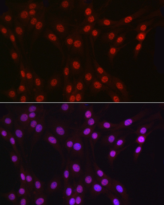 DDX39A Antibody in Immunocytochemistry (ICC/IF)