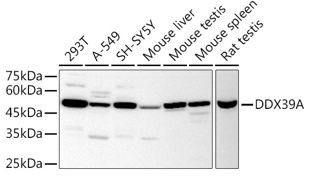 DDX39A Antibody in Western Blot (WB)