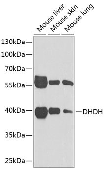 DHDH Antibody in Western Blot (WB)