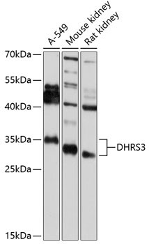 DHRS3 Antibody in Western Blot (WB)