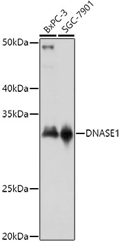 DNase I Antibody in Western Blot (WB)