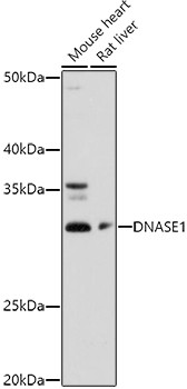 DNase I Antibody in Western Blot (WB)