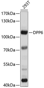 DPP6 Antibody in Western Blot (WB)