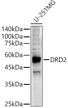 DRD2 Antibody in Western Blot (WB)